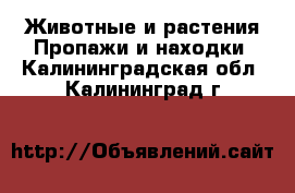 Животные и растения Пропажи и находки. Калининградская обл.,Калининград г.